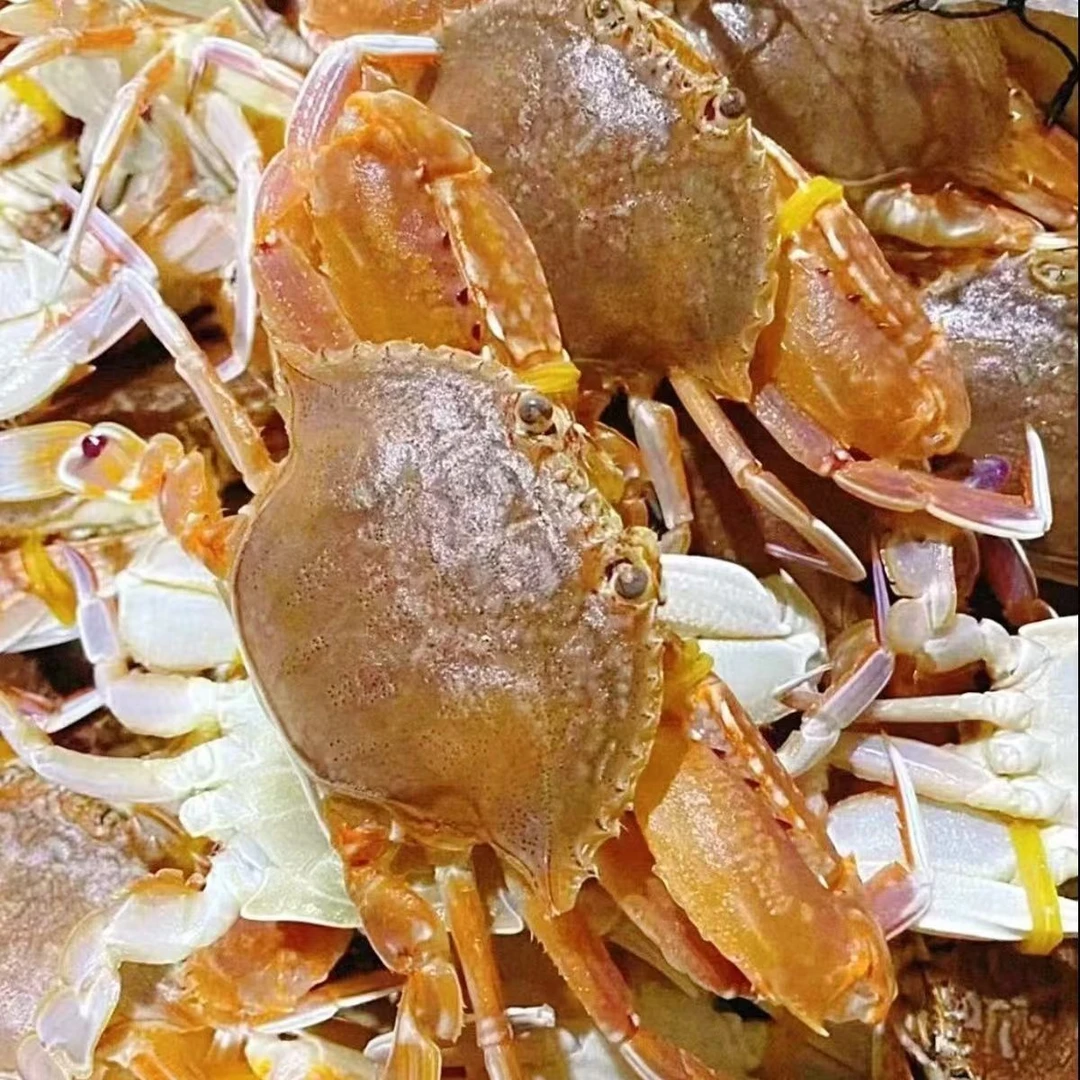 《二档专属》谢记海产品新鲜大扁蟹