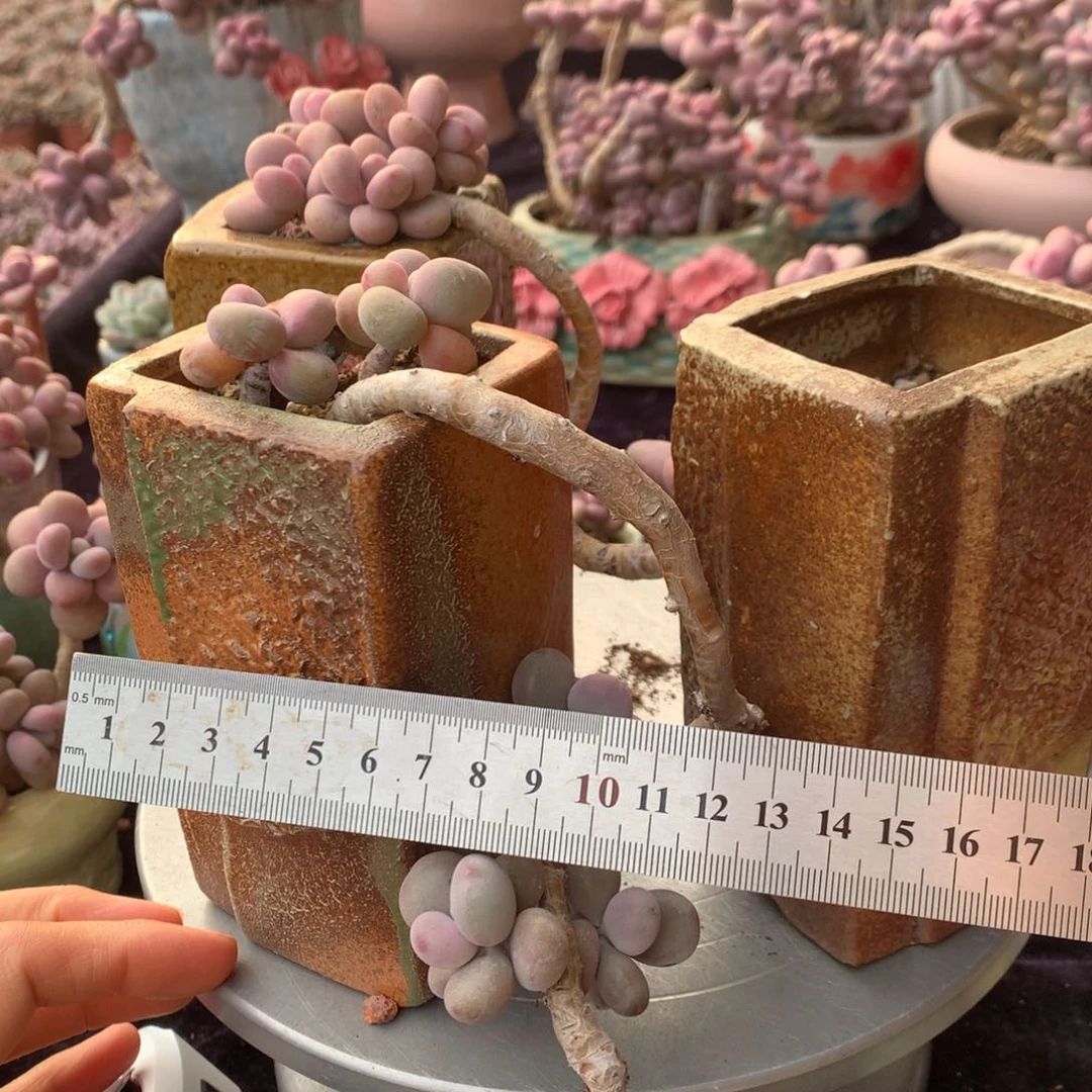 人***天2个偏远地区不包邮的