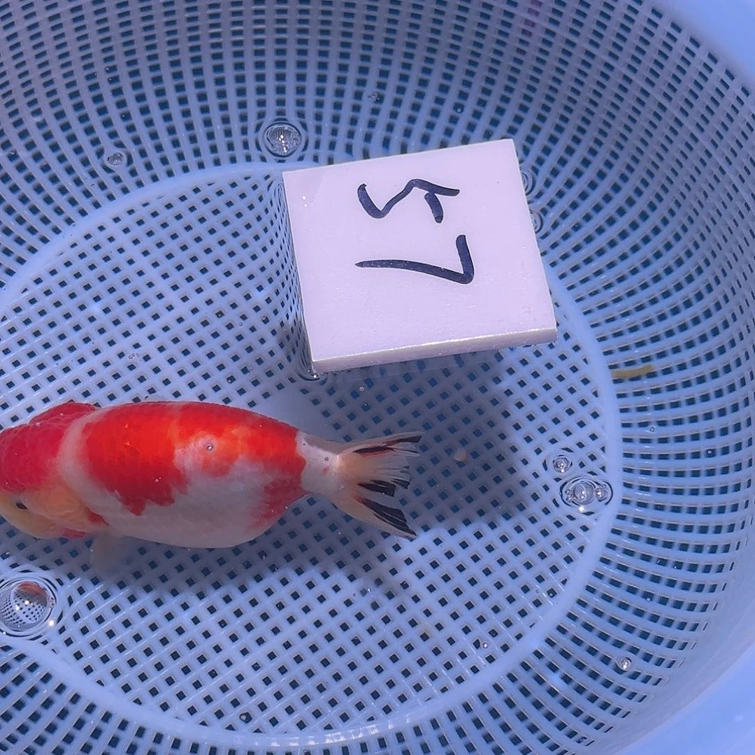 金鱼腾川优宠金鱼专拍