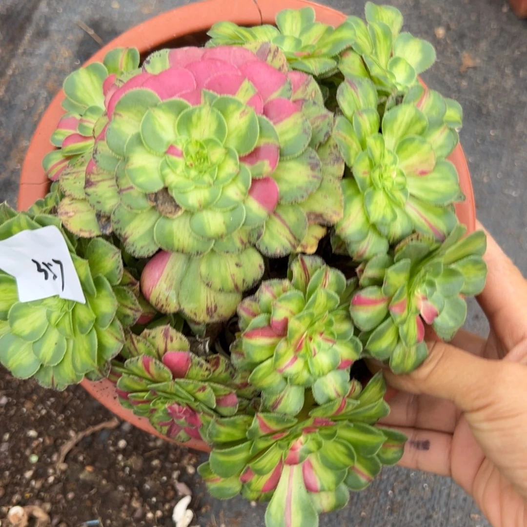 357知否多肉多肉多破