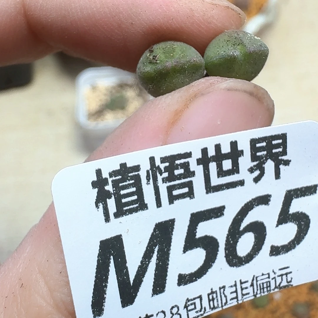 多肉植物的人生bjjj