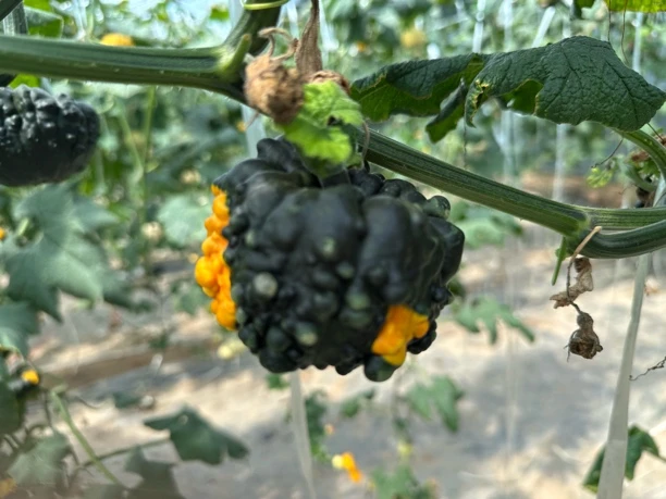 墨西哥七彩疙瘩葫芦