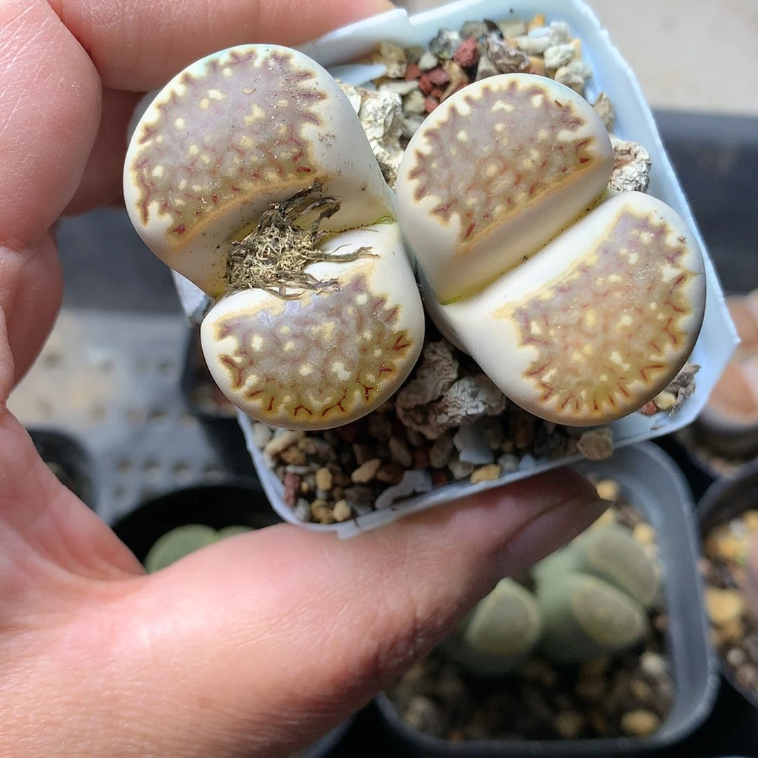 K330多肉植物保护