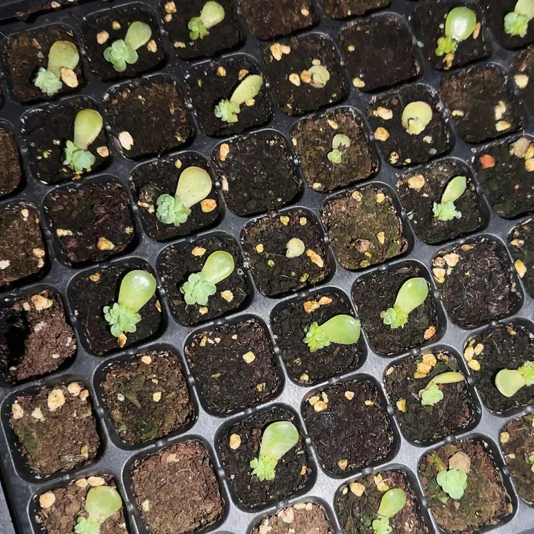无尽灯芝麻一个满25包邮