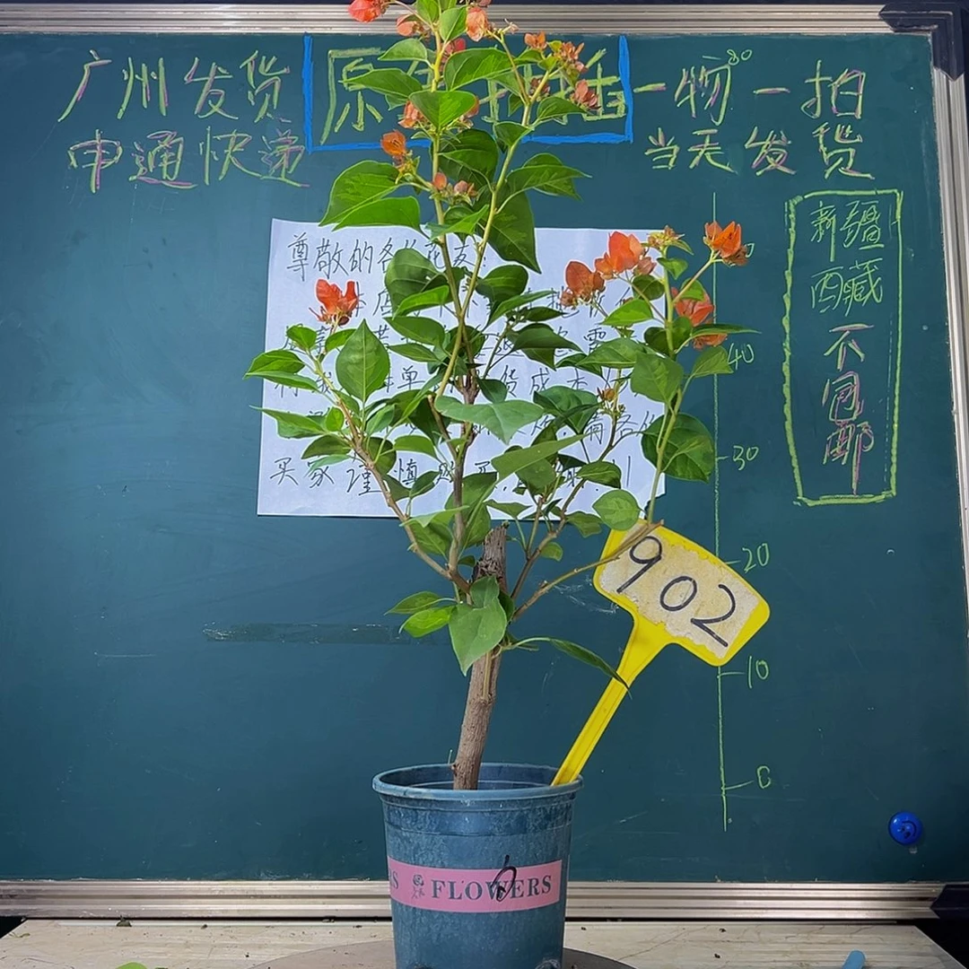 当前无花栽培后可以开花福利  暗斑夕阳红  902