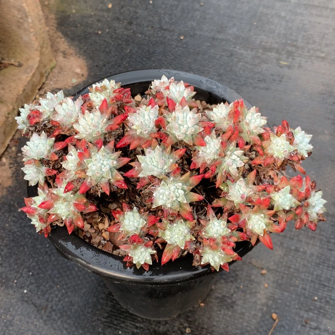 韩菊，多肉植物啦啦啦啦啦