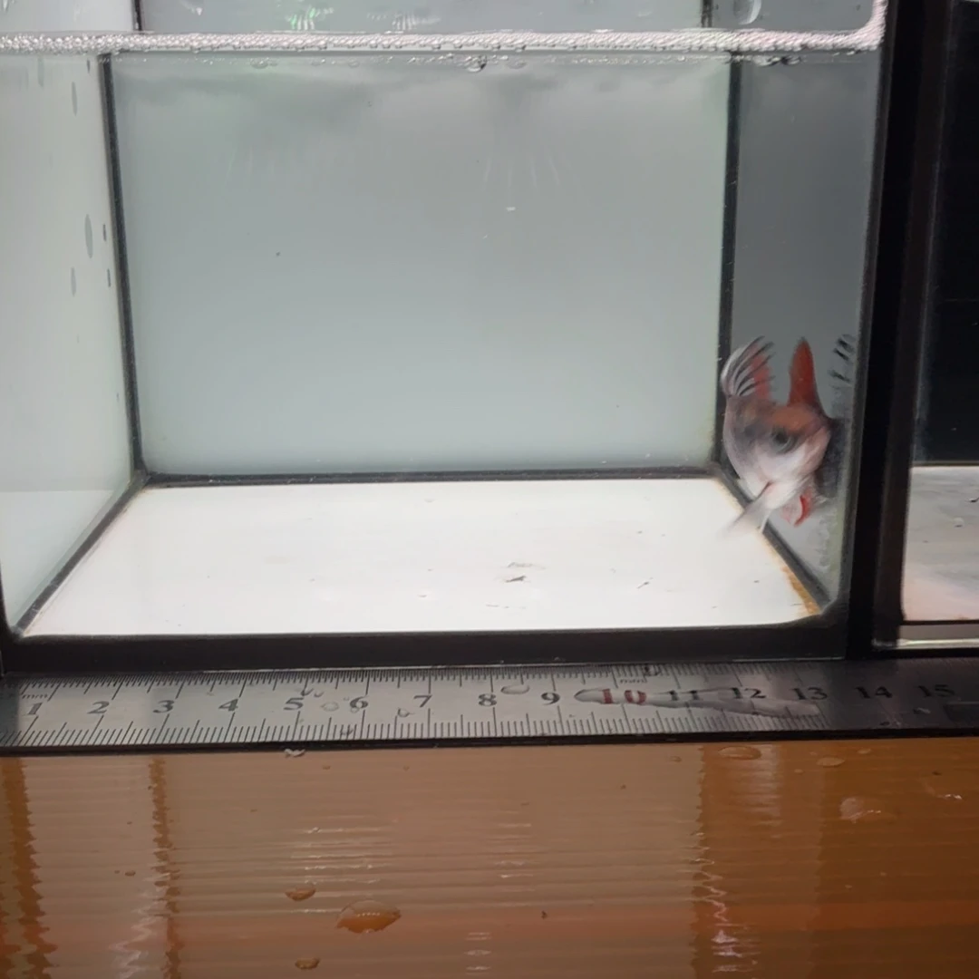 海水红尾绿荧光0000