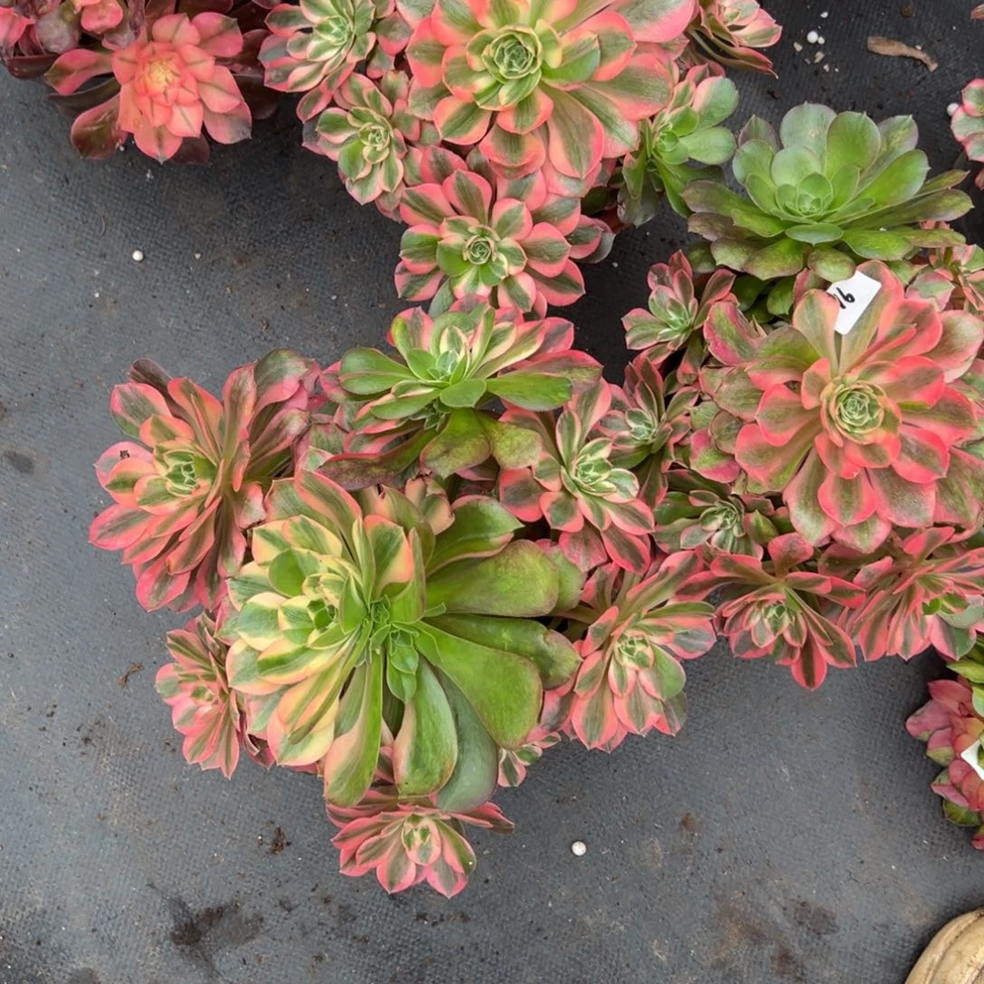 91女妖花莲一颗15多肉