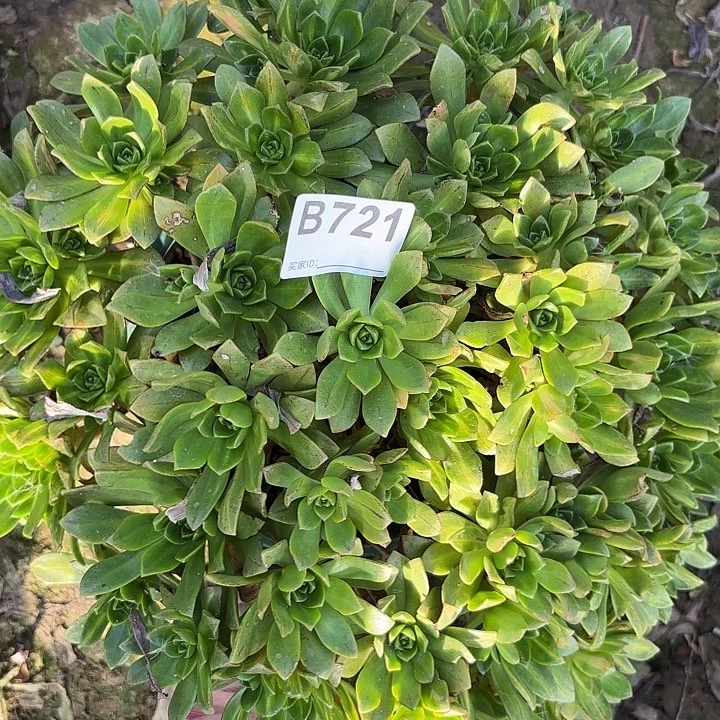 花茶8-23-721偏远不包邮