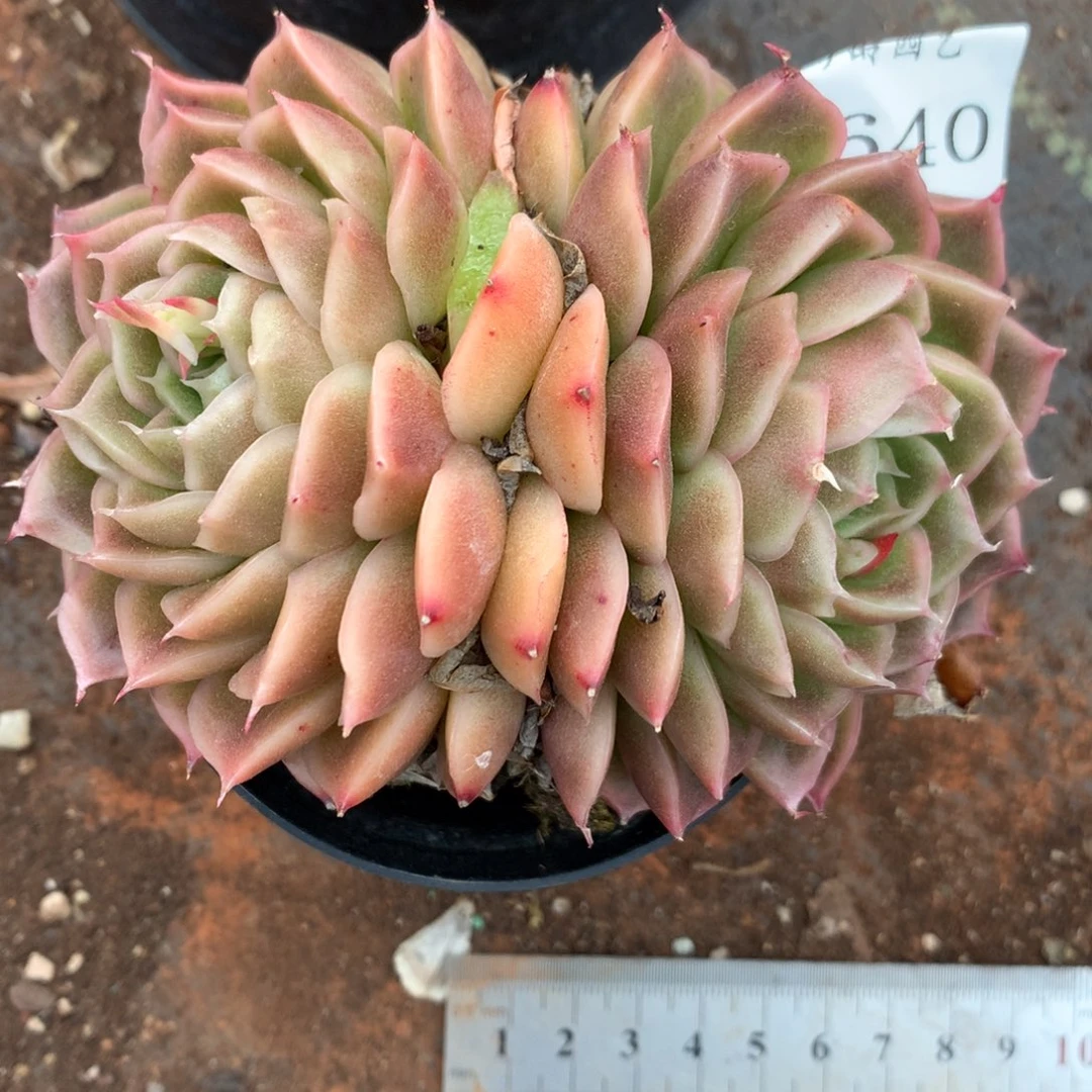 6640杂交精品基地10厘米