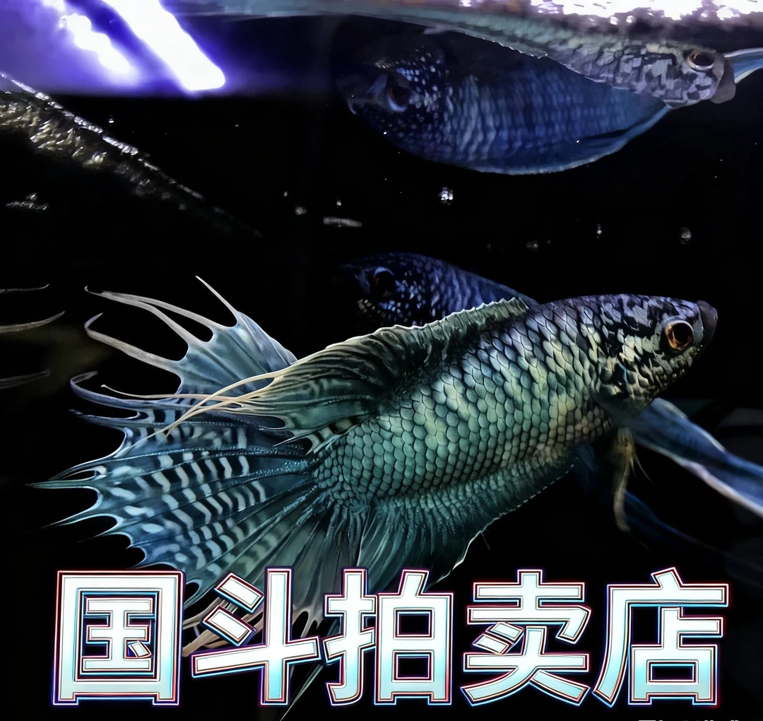 斗鱼竞拍专属链接35