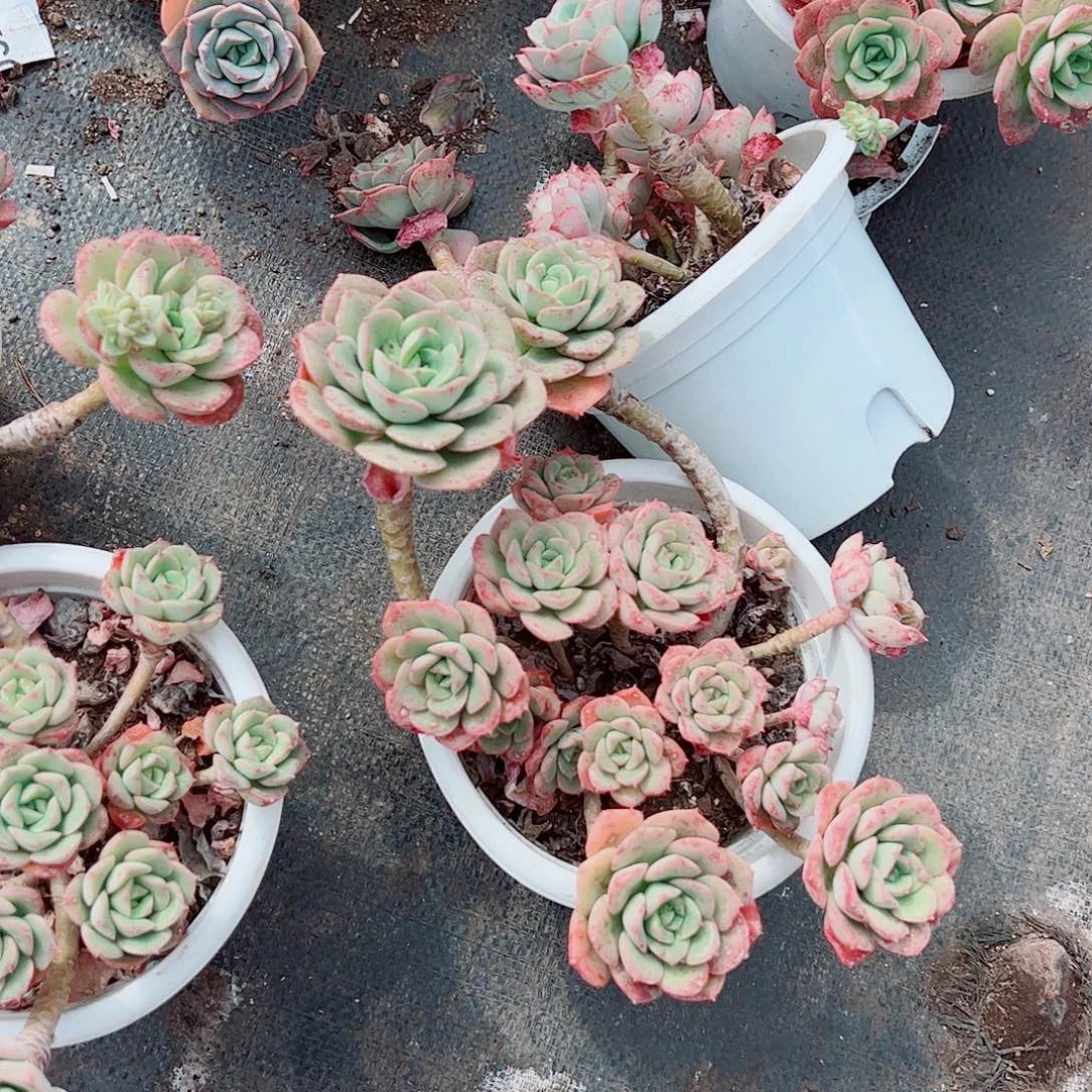 妮可沙拉玫瑰多头造型精品