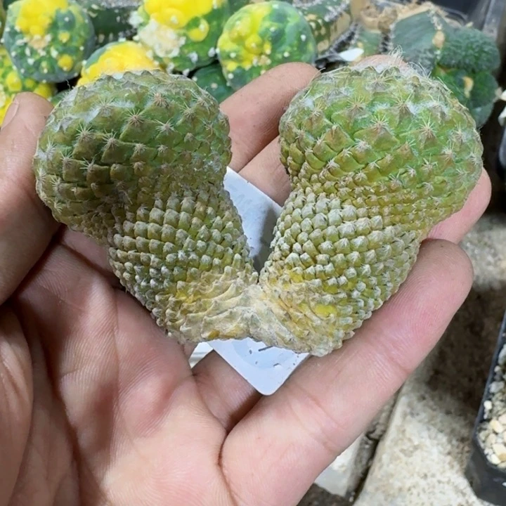 福利落地银牡丹033