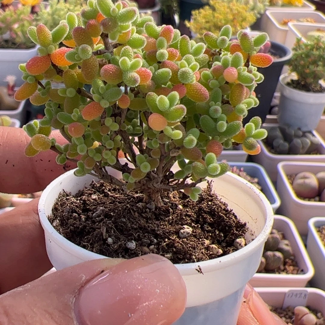 多肉植物枝干蜜桔