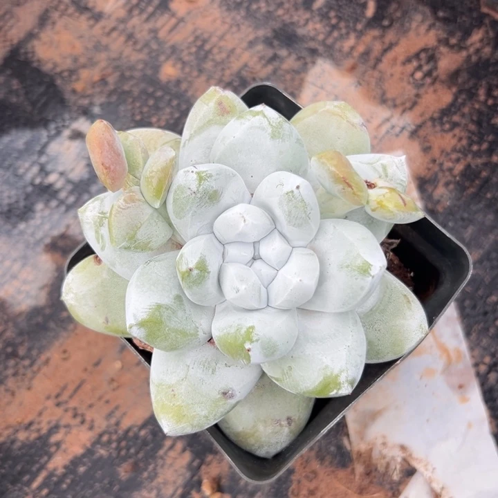 拇指～可可爱爱10990