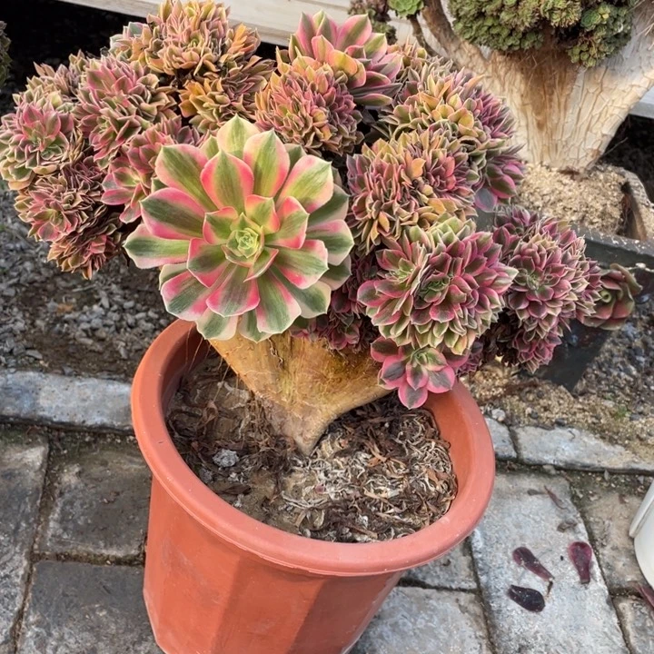 法师老桩缀化粉女巫