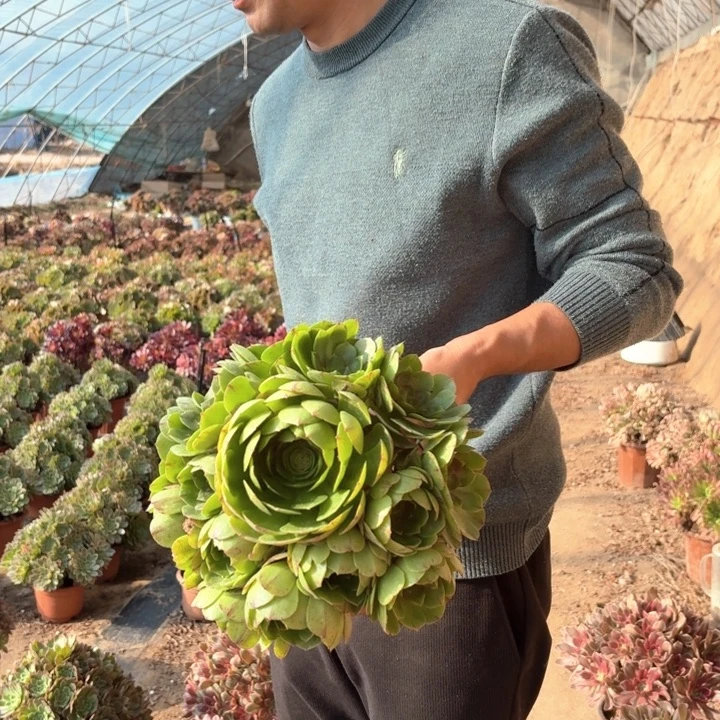 精品红心沙拉碗好看