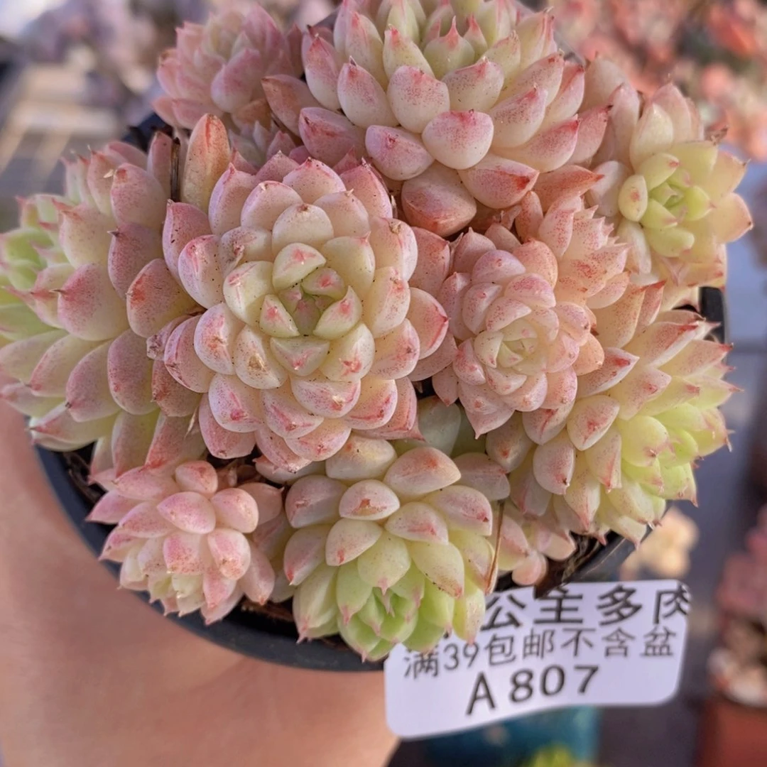 羊脂球群8cm807多肉植物