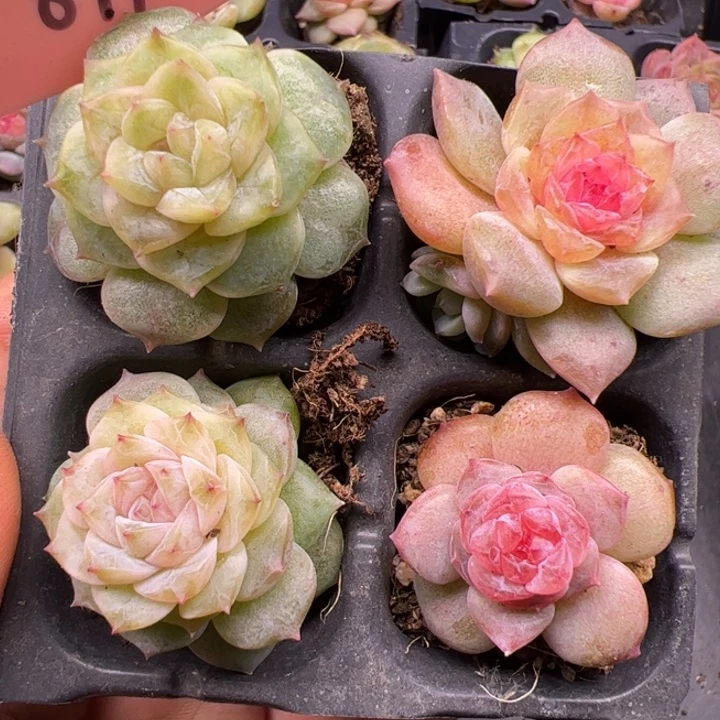 一物一拍，四颗打包
