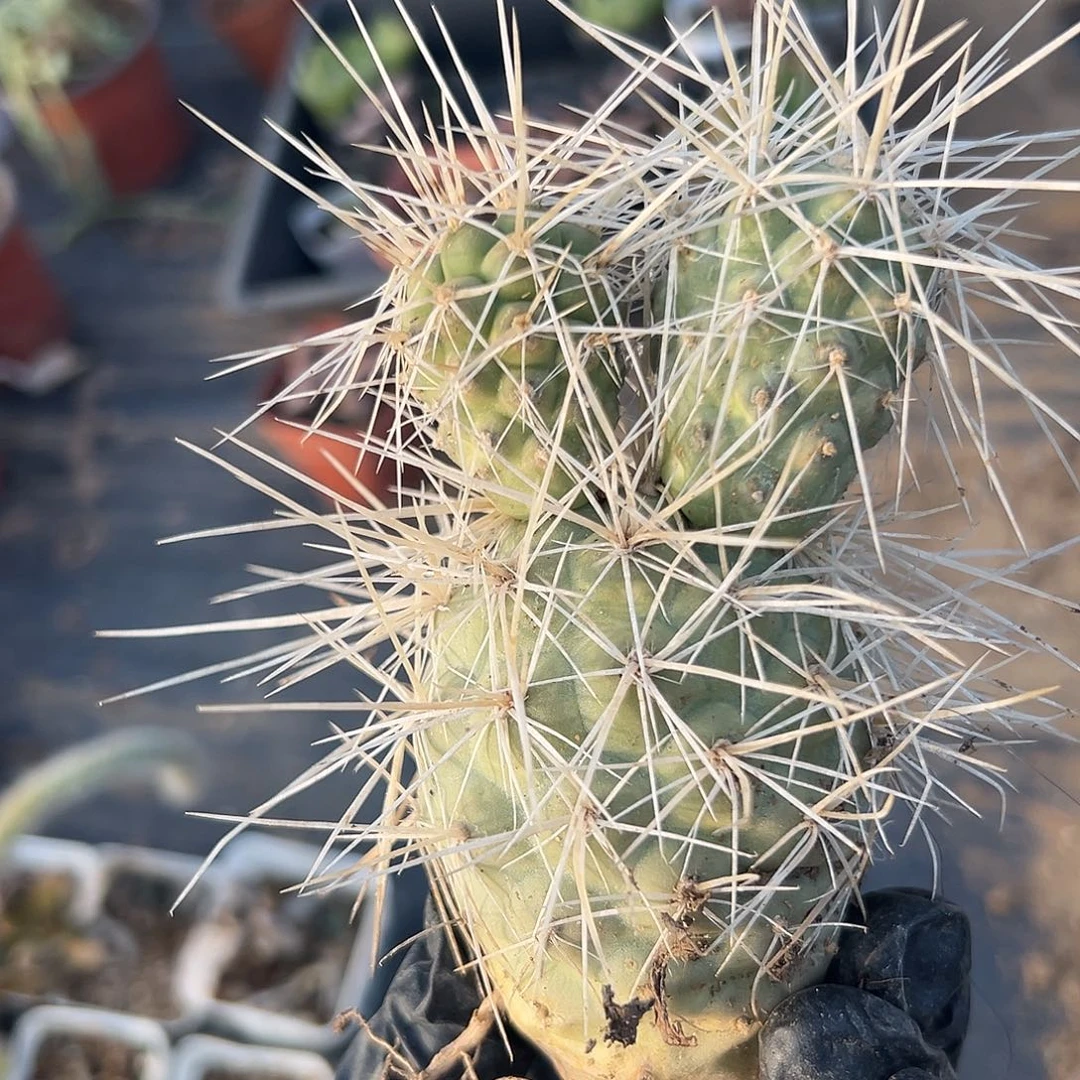 娜哦哦哦呃哦哦哦哦哦哦，