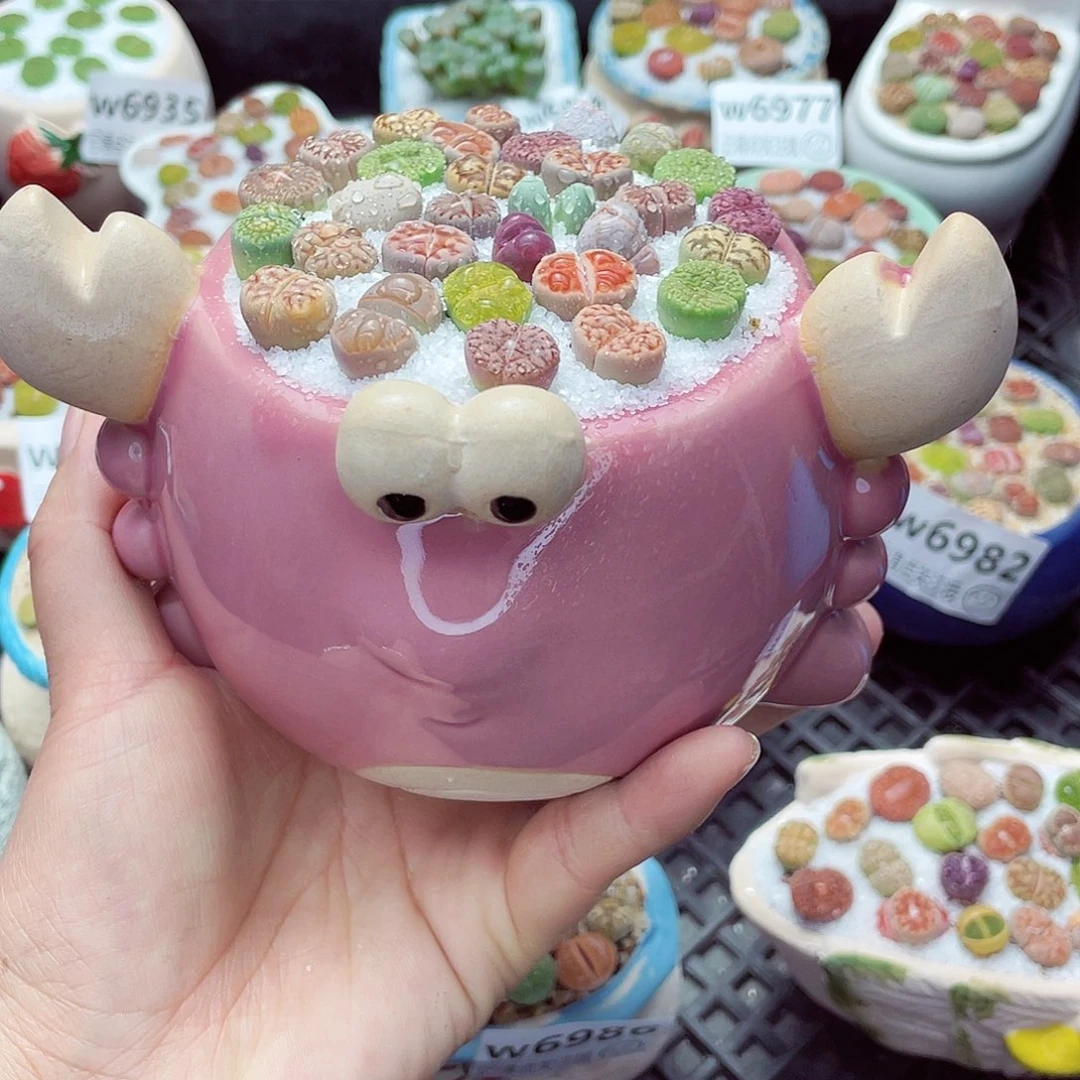 w6994 带盆土发货-零下地区拍保温箱