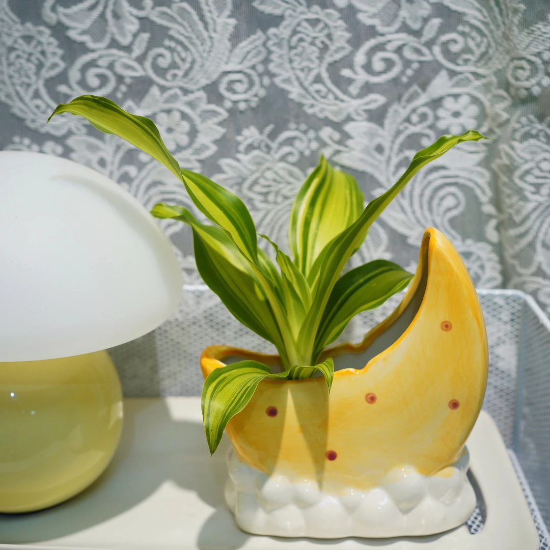 金灿灿金心巴西美人新品种水培陶瓷盆栽室内桌面绿植净化空气好养