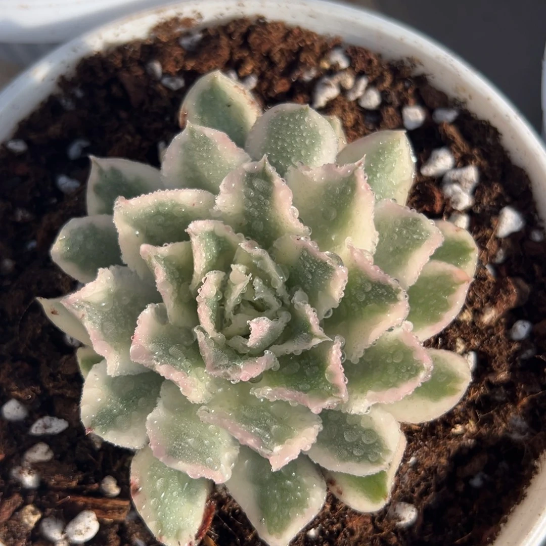 紫蝴蝶锦，覆轮锦。