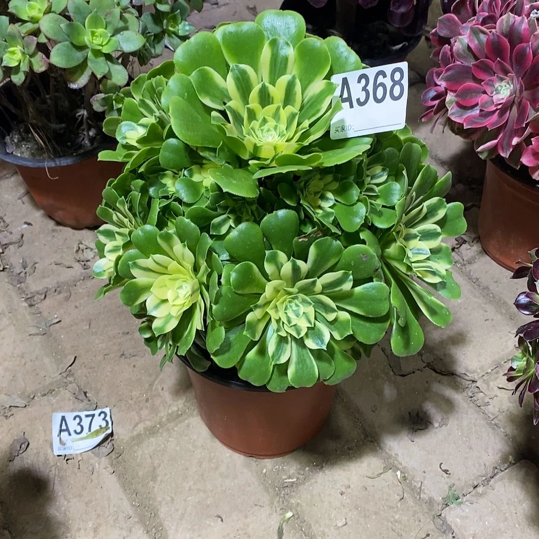 辛尼亚多肉法师368