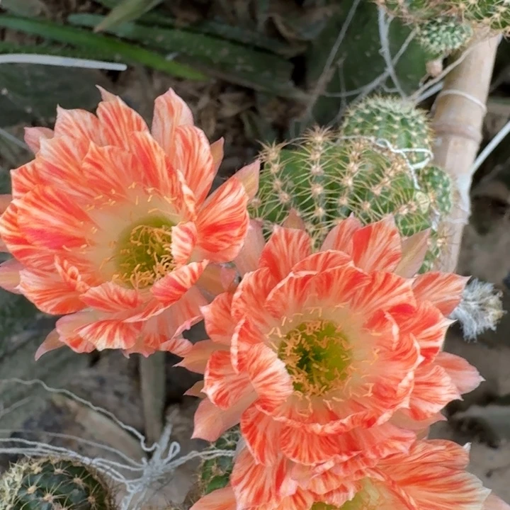 214丽花五花肉歪3公分左右无根侧牙，20包邮