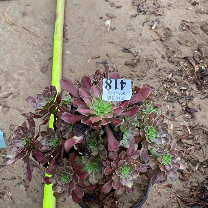 418花纳手捧2号棚