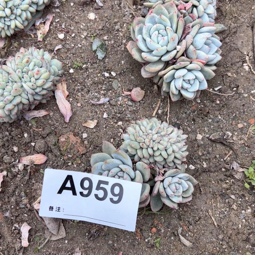 G***霞959多肉多肉多肉多肉