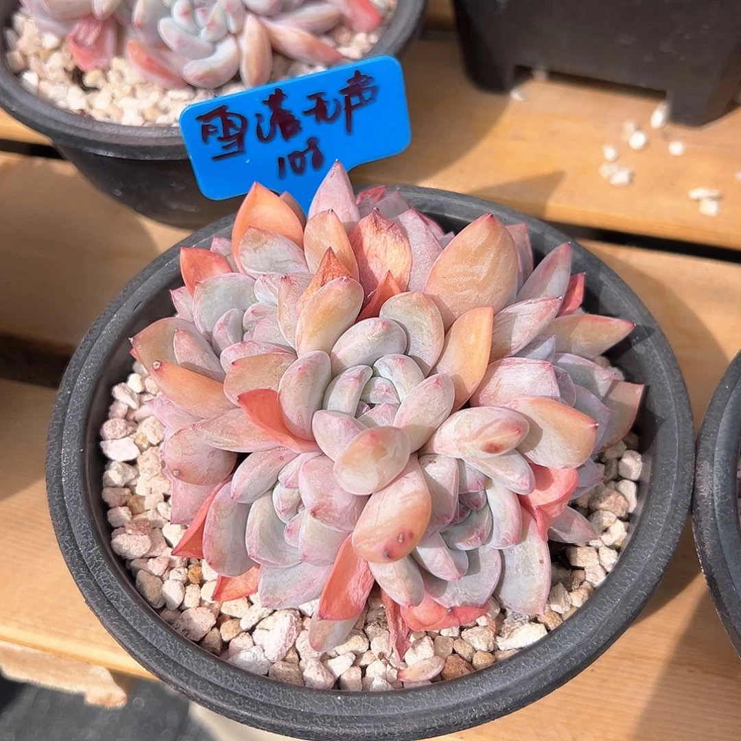 雪****声雪落无声108米///////