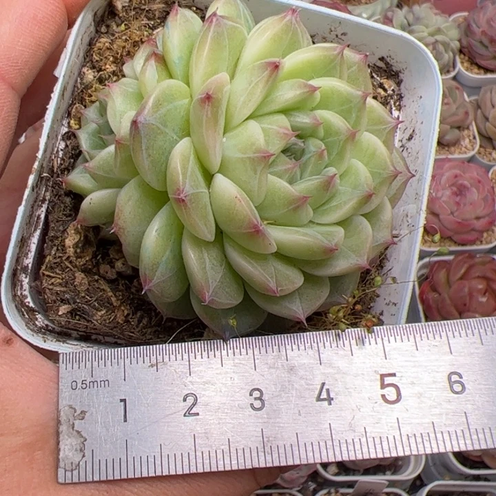 #*668 多肉植物组合