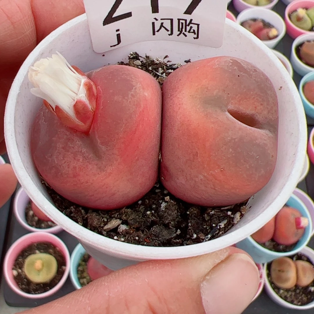 无花朵轩*我很喜欢这个J219