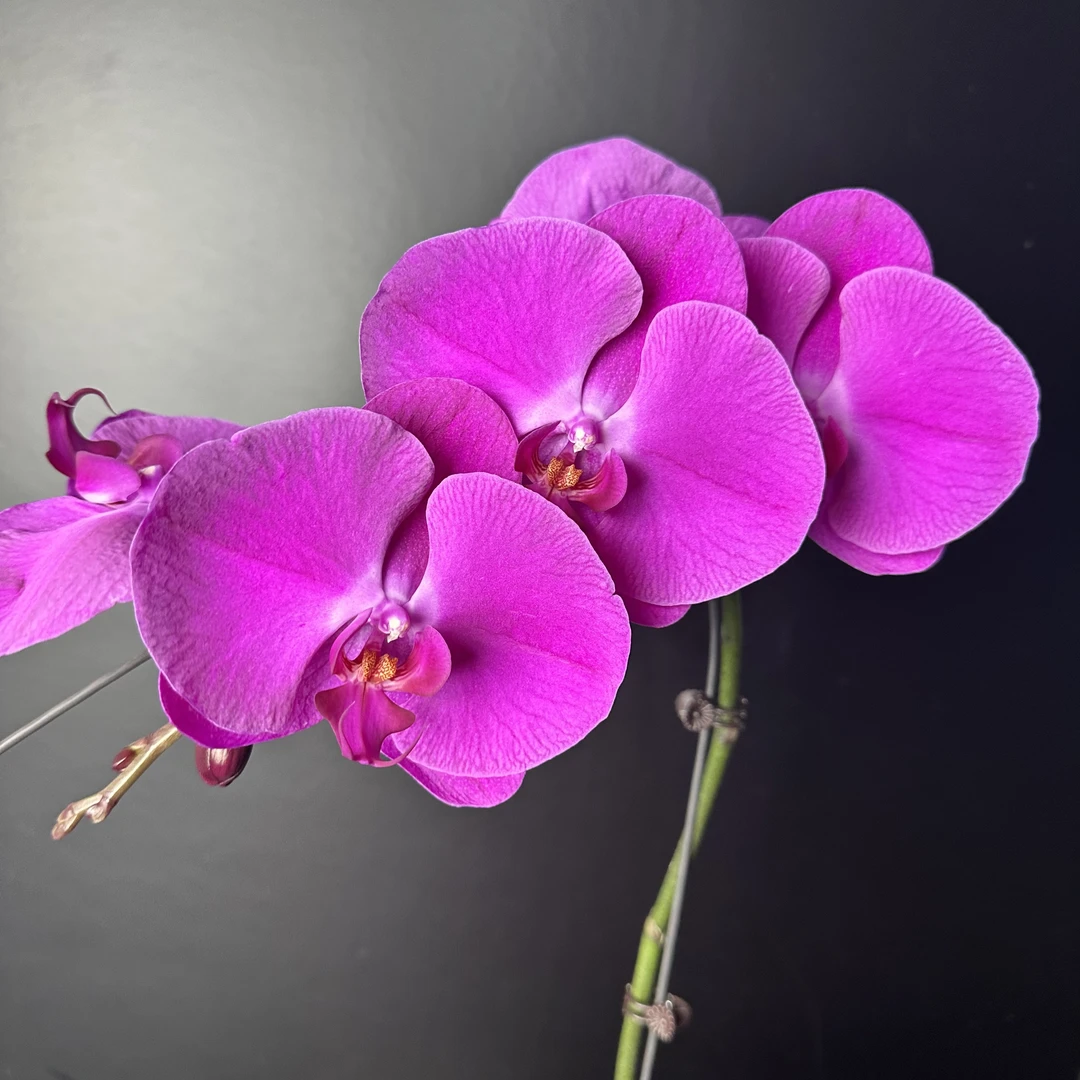 予兰花卉（德班）3.5寸杯全花发货