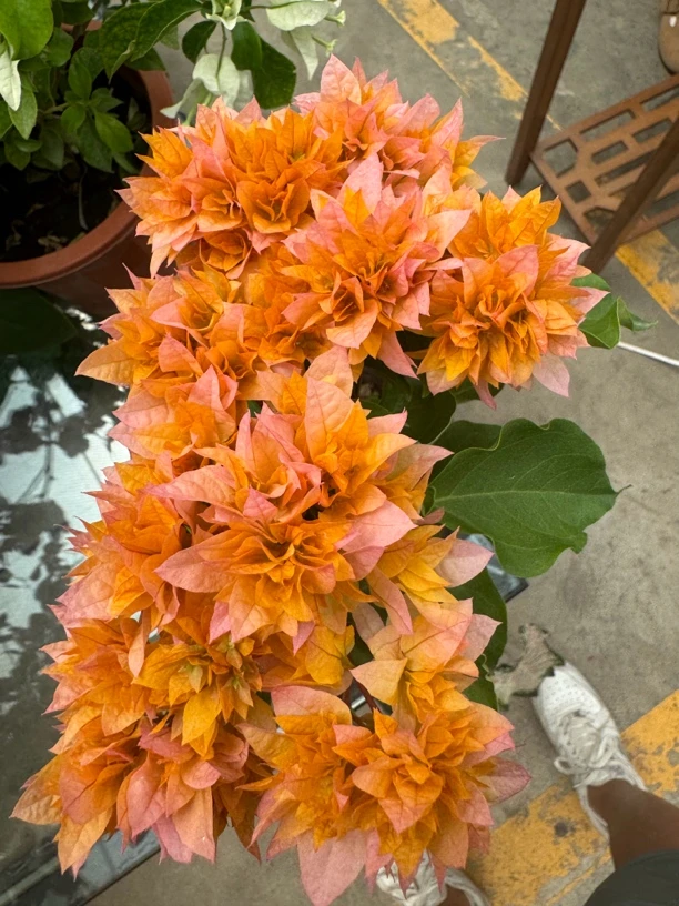【新疆包邮】三角梅重瓣黄盆栽大苗庭院阳台植物