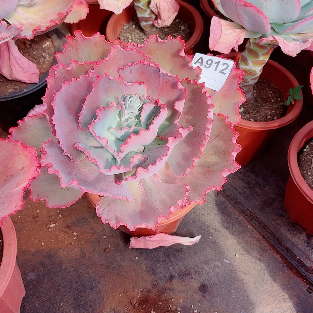 保***志蓝色妖姬多肉植物912