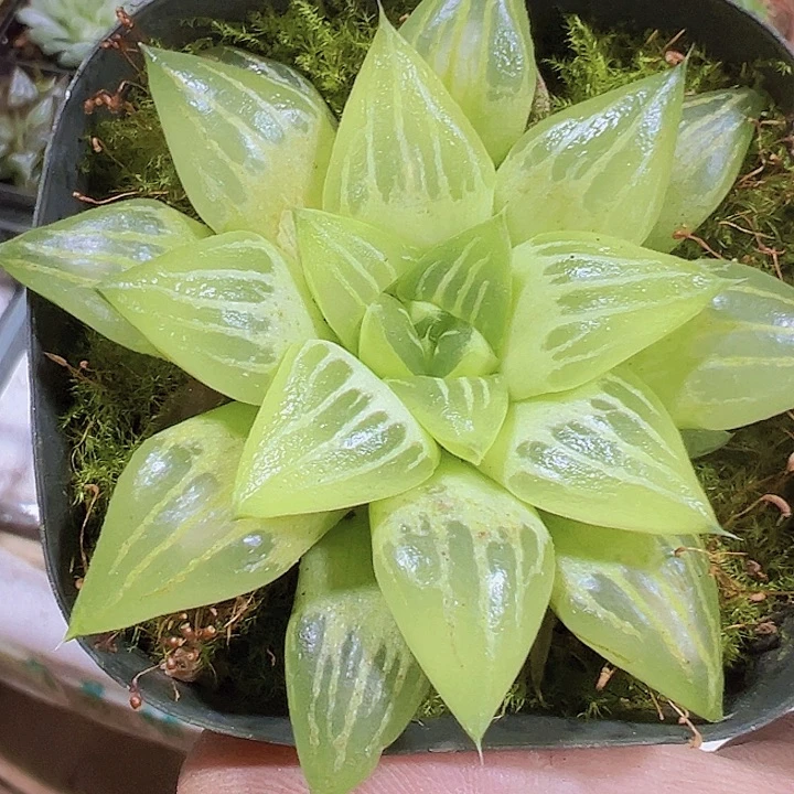 水晶寿19包邮多肉植物