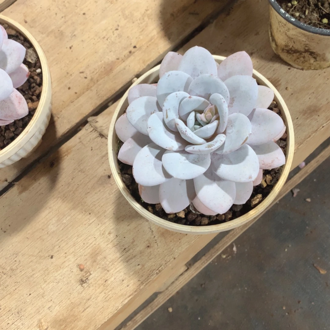 多肉植物雪茶20多肉