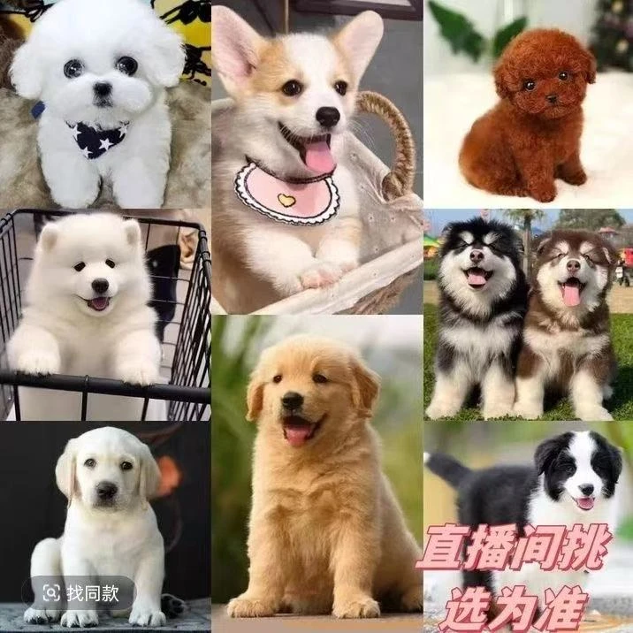 直播间挑选德牧萨摩耶杜宾卡斯罗阿拉斯加纯种活体健康真小狗家养