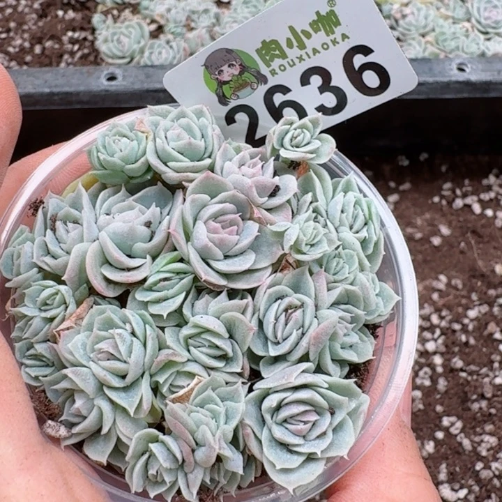 多肉植物多肉植物