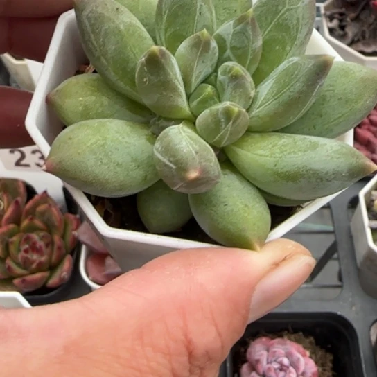 34重楼多肉植物多