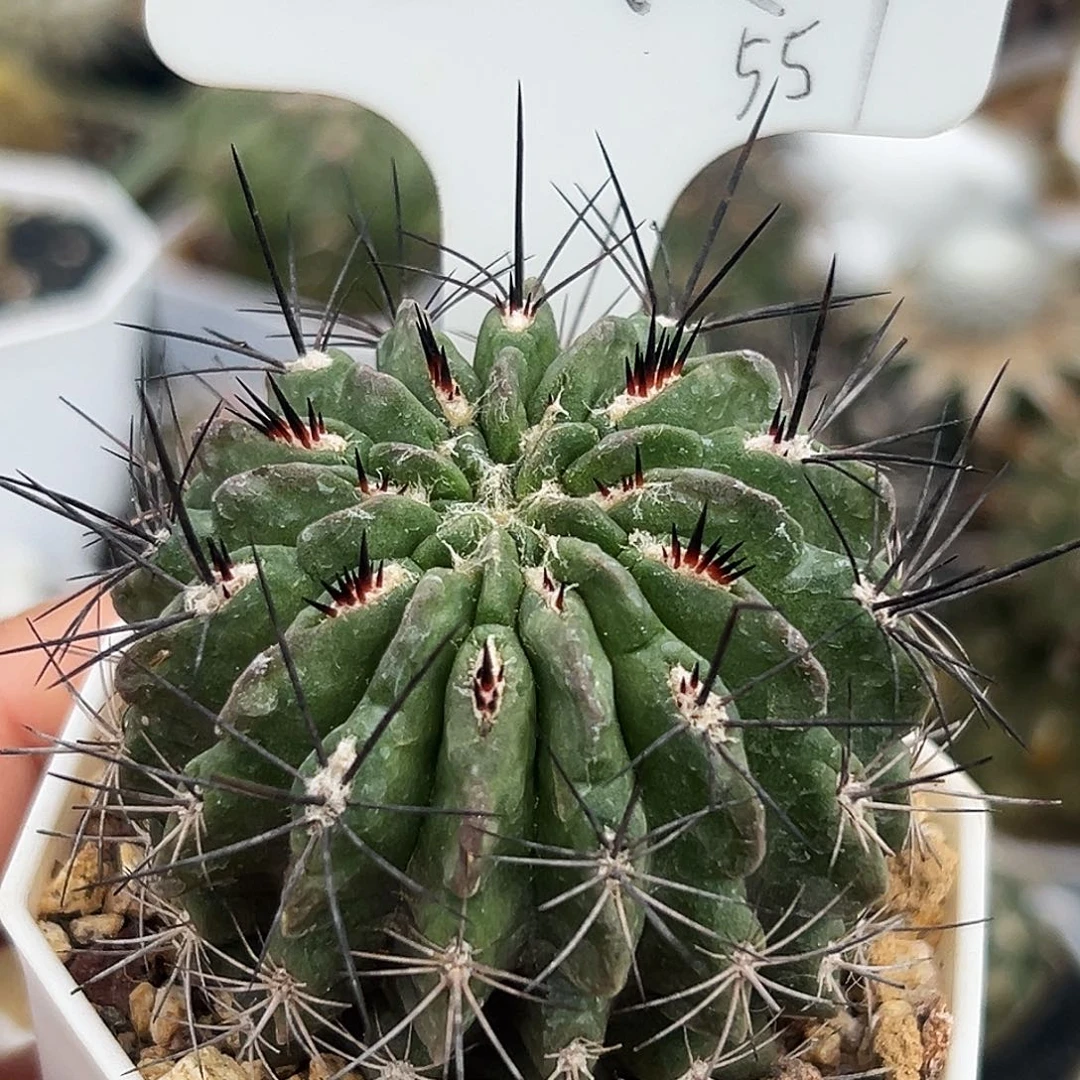 黑须变种仙人球66666666