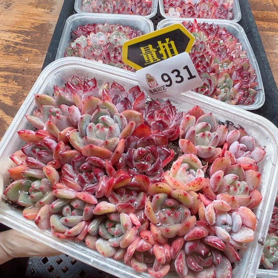 多肉植物多肉植物