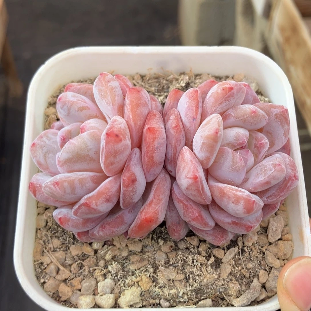 韩橙特价 一物一拍不支持退换