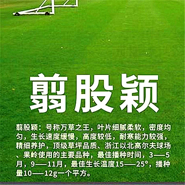 剪股颖草坪种子——草坪专用草籽