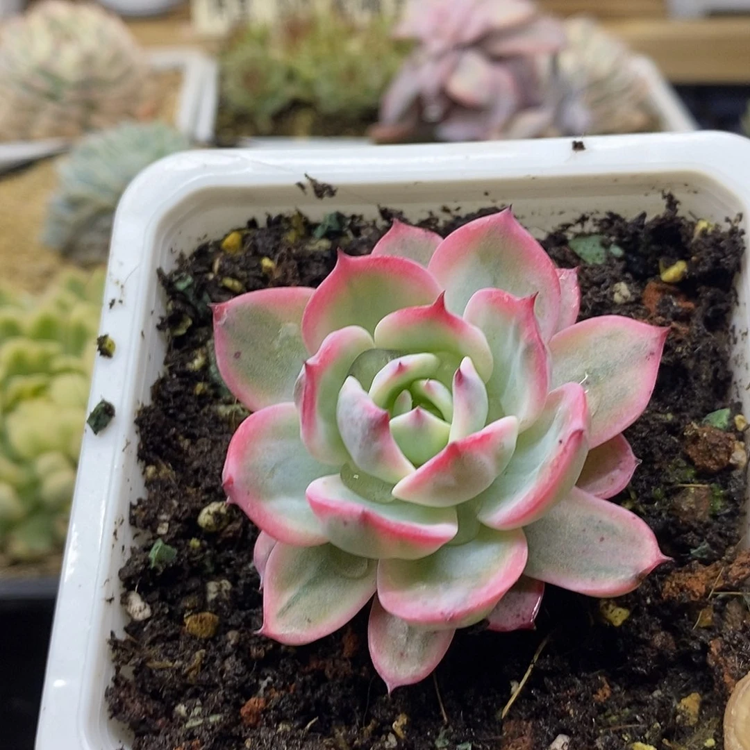 2469 正版劳伦斯覆轮锦 需延时发货