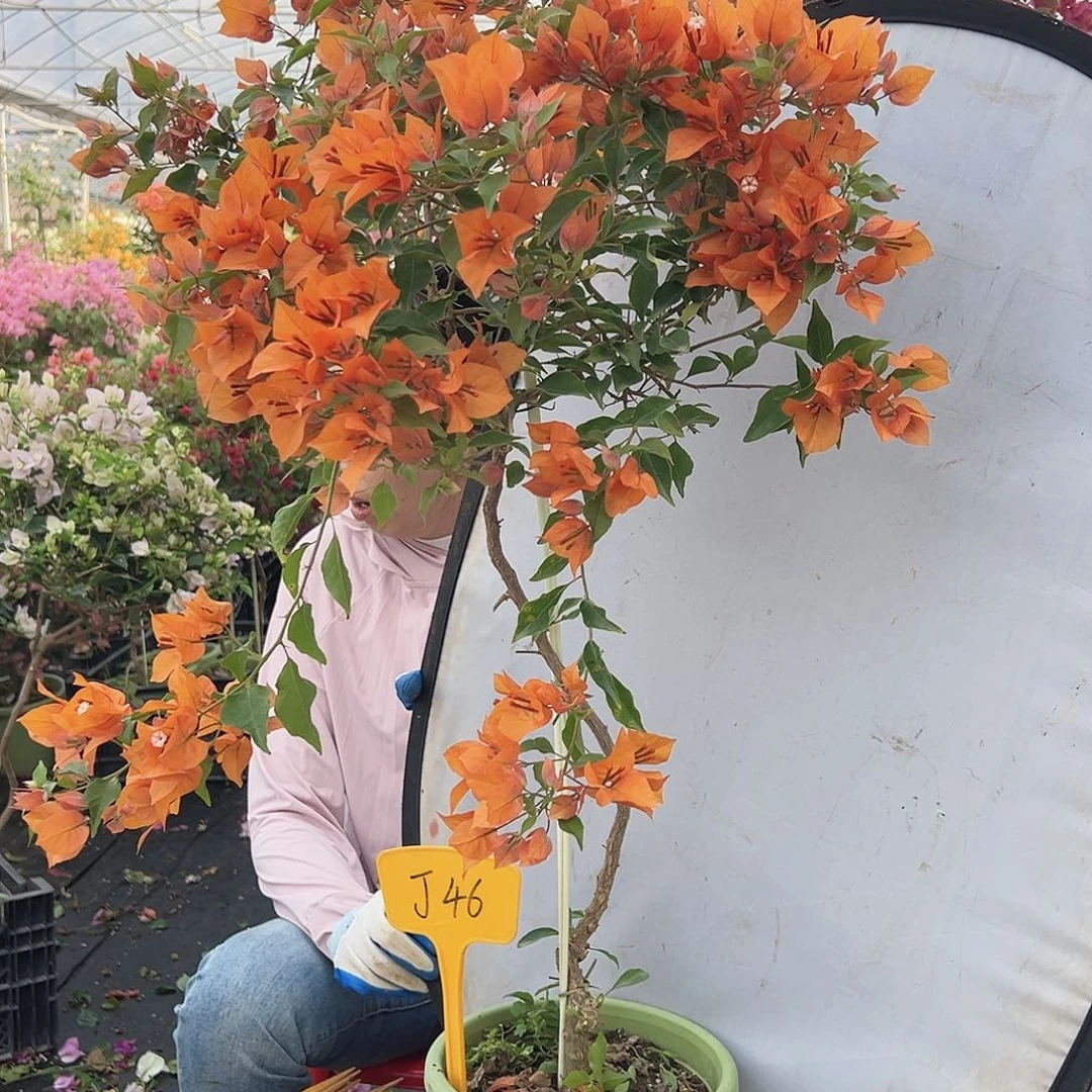 *****大部分花苞少量开放J46