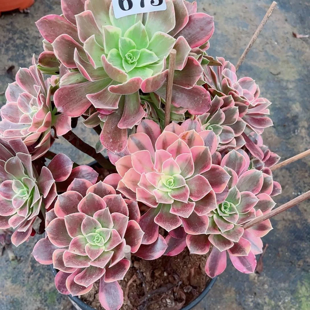 无花朵多肉植物673