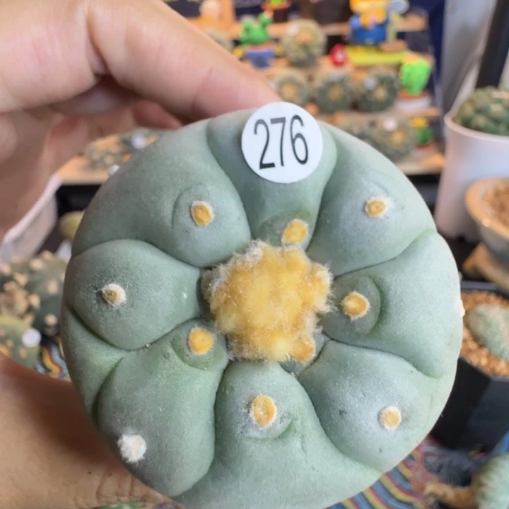 福利实生276园艺观赏植物